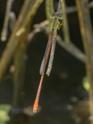 Telebasis isthmica (Green-eyed Firetail) male-2.jpg